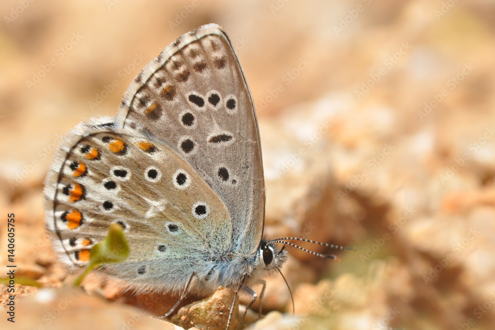 Common Blue or Polyommatus icarus, Small blue butterfly on the ground, natural habitat Common Blue or Polyommatus icarus, Small blue butterfly on the ground, natural habitat
