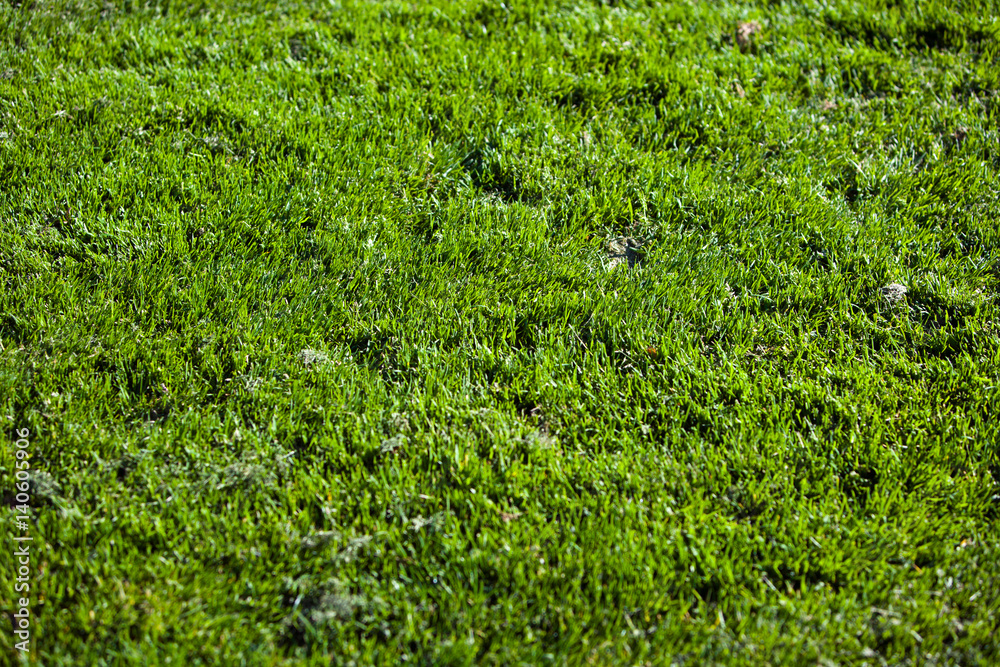 Close-up of grass Close-up of grass