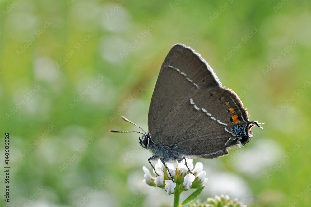 Satyrium spini, Blue Spot Hairstreak butterfly - Lycaenidae family, Background with butterfly on wildflowers Satyrium spini, Blue Spot Hairstreak butterfly - Lycaenidae family, Background with butterfly on wildflowers