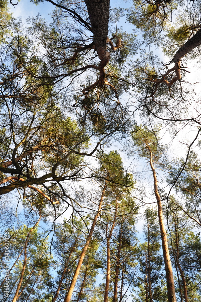 Obraz premium Blick in die Kiefernkonen