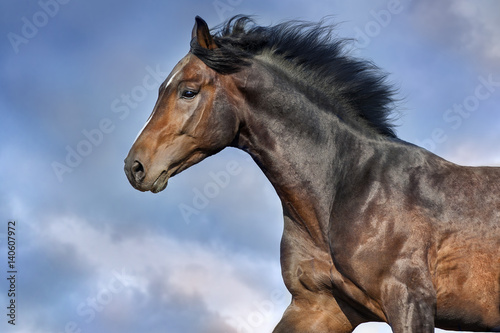 Bay stallion with long mane portrait in motion against beautiful sky