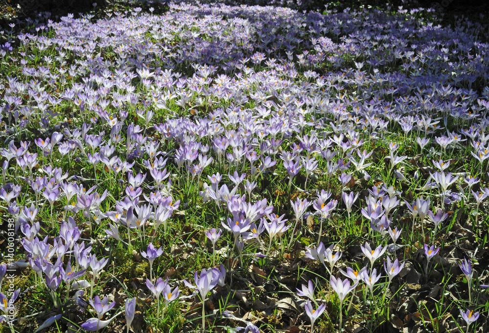 Krokus im Frühling, Blütenmeer im März Krokus im Frühling, Blütenmeer im März