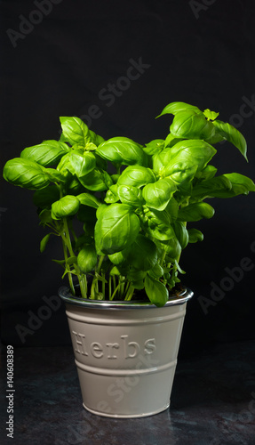Closeup of a young basil plant in gray in metal plant pot on black background.