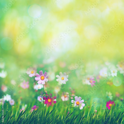 Beauty summer meadow with blooming flowers, seasonal abstract backgrounds © Dmytro Tolokonov