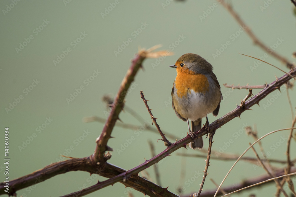 European Robin European Robin