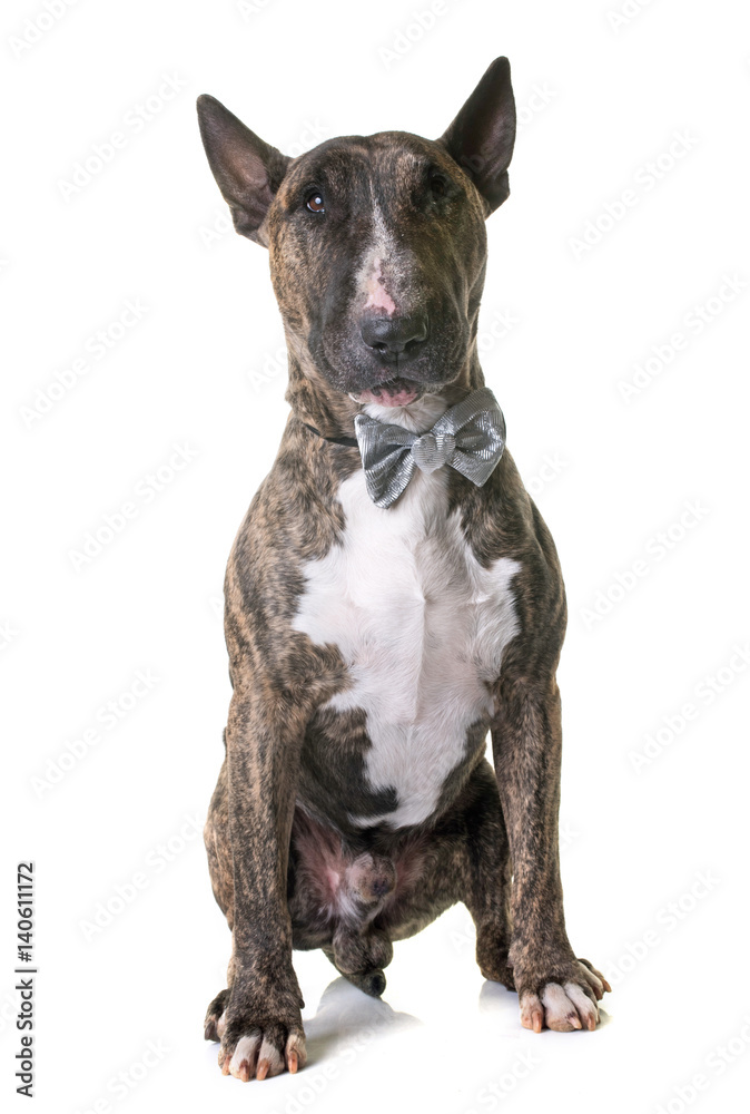 brown bull terrier brown bull terrier