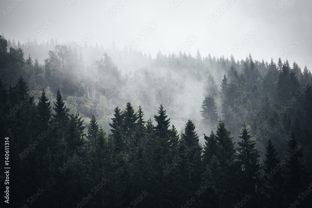Fog in Norwegian Forest