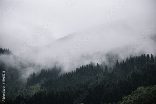Fog in Norwegian Forest