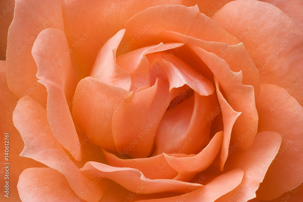 Rose Petals Rose Petals