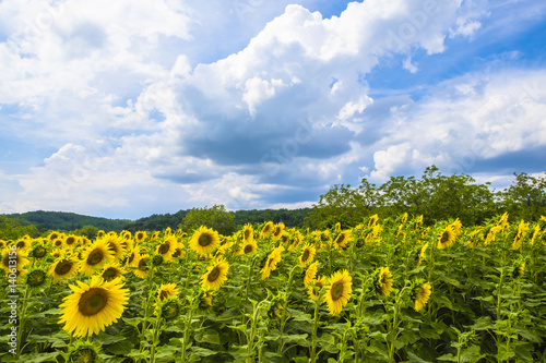 Fields of sunflowers in Dordogne valley Perigord Frane