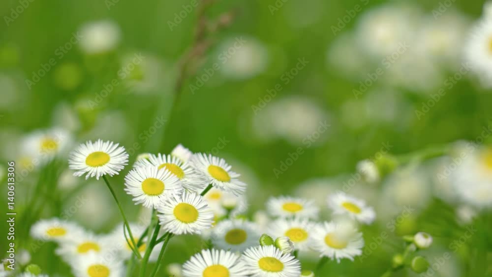 Erigeron annuus (fleabane, daisy fleabane, or eastern daisy fleabane) flowers Erigeron annuus (fleabane, daisy fleabane, or eastern daisy fleabane) flowers