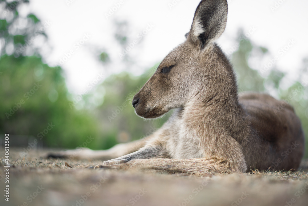 Australian kangaroo outdoors during the daytime. Australian kangaroo outdoors during the daytime.