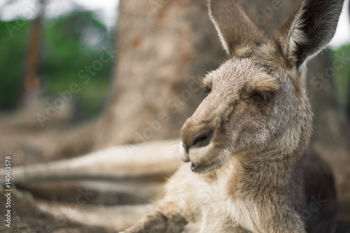 Australian kangaroo outdoors during the daytime. © Rob D