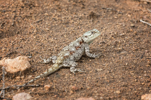 Foto Southern Tree Agama lizard