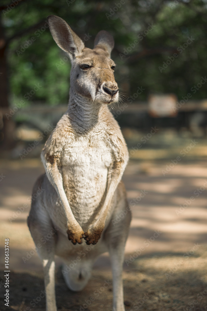 Australian kangaroo outdoors during the daytime.