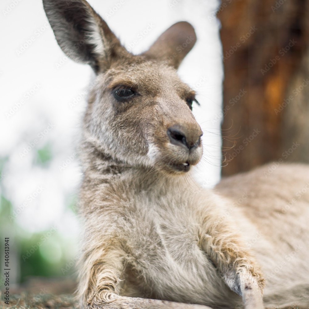 Australian kangaroo outdoors during the daytime. Australian kangaroo outdoors during the daytime.
