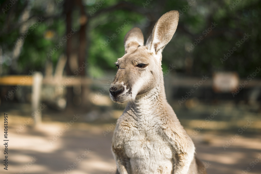 Fototapeta premium Australian kangaroo outdoors during the daytime.