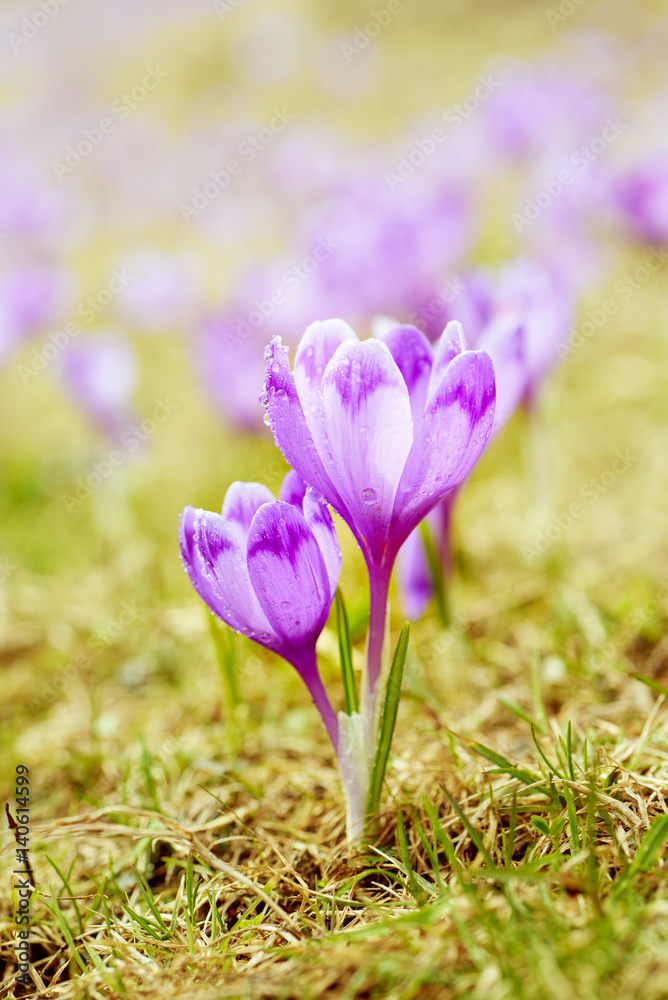 Beautiful violet crocus flowers growing on the dry grass, the first sign of spring. Seasonal easter background.