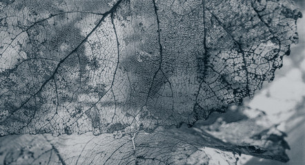 Handdoek met foto Texturen Bladtextuur naadloos botanisch ontwerp  © serikbaib