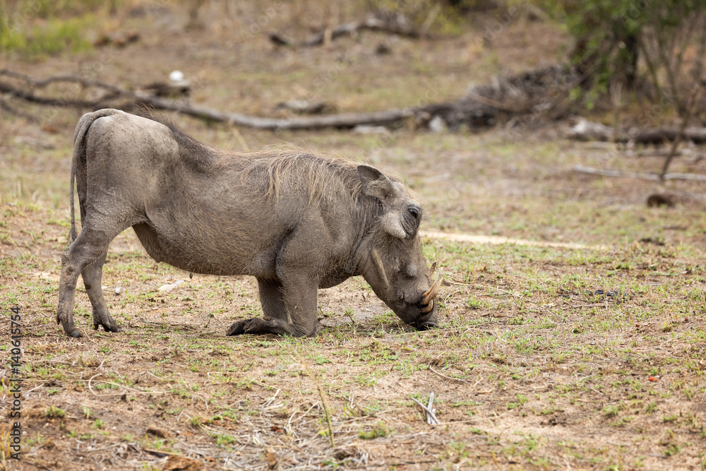 Grazing warthog in Kruger National Park Grazing warthog in Kruger National Park