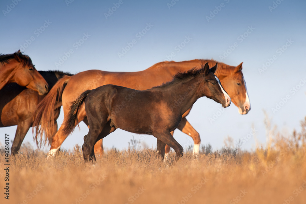 Obraz premium Horse on autumn pasture