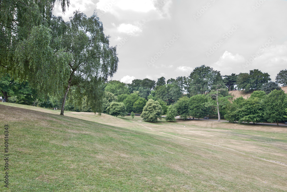 View of trees on summer meadow