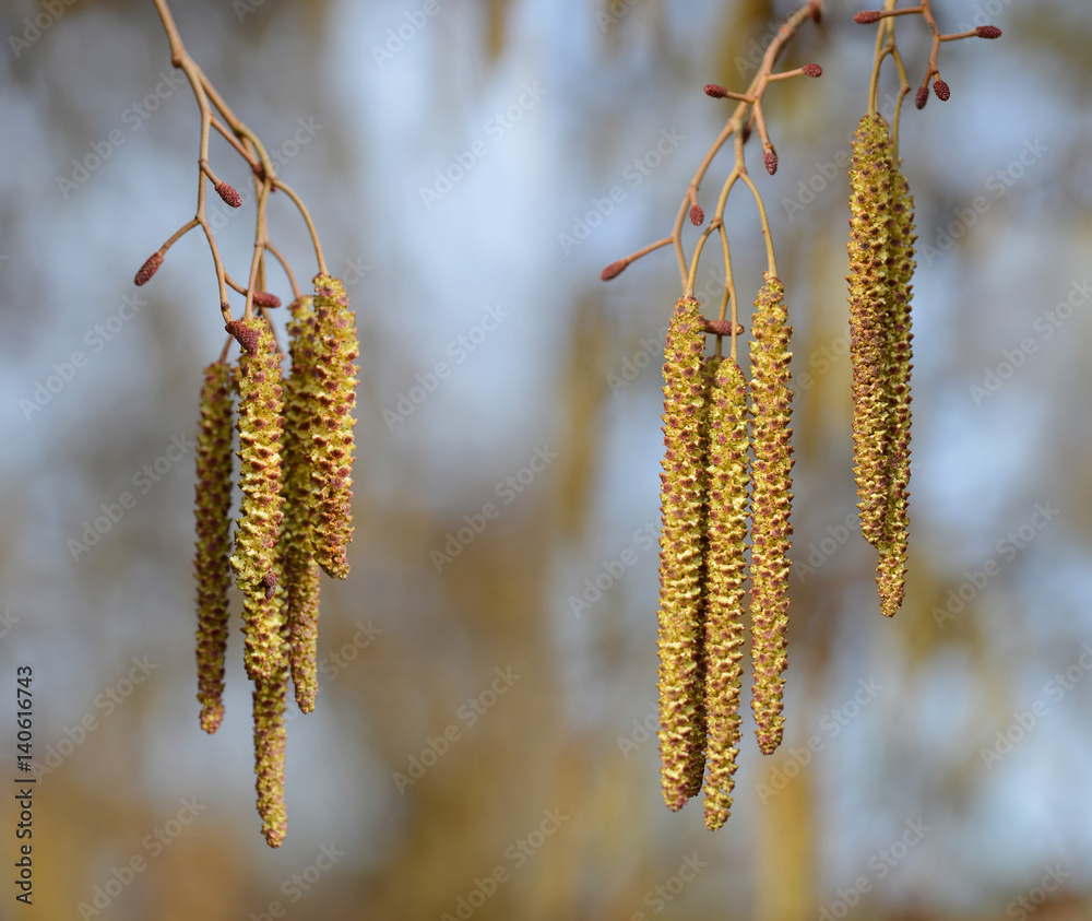 Catkins on branch close up. Spring season. Catkins on branch close up. Spring season.