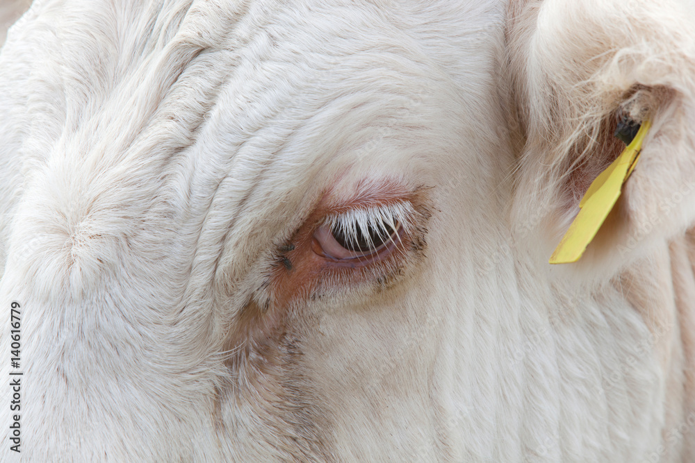 Close-up view of a Cow's eye in Essex, United Kingdom Close-up view of a Cow's eye in Essex, United Kingdom