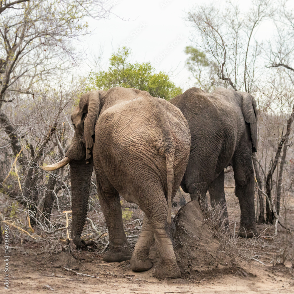 Two African elephants in the bush.
