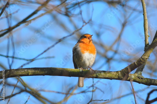 Robin singing on a branch of tree