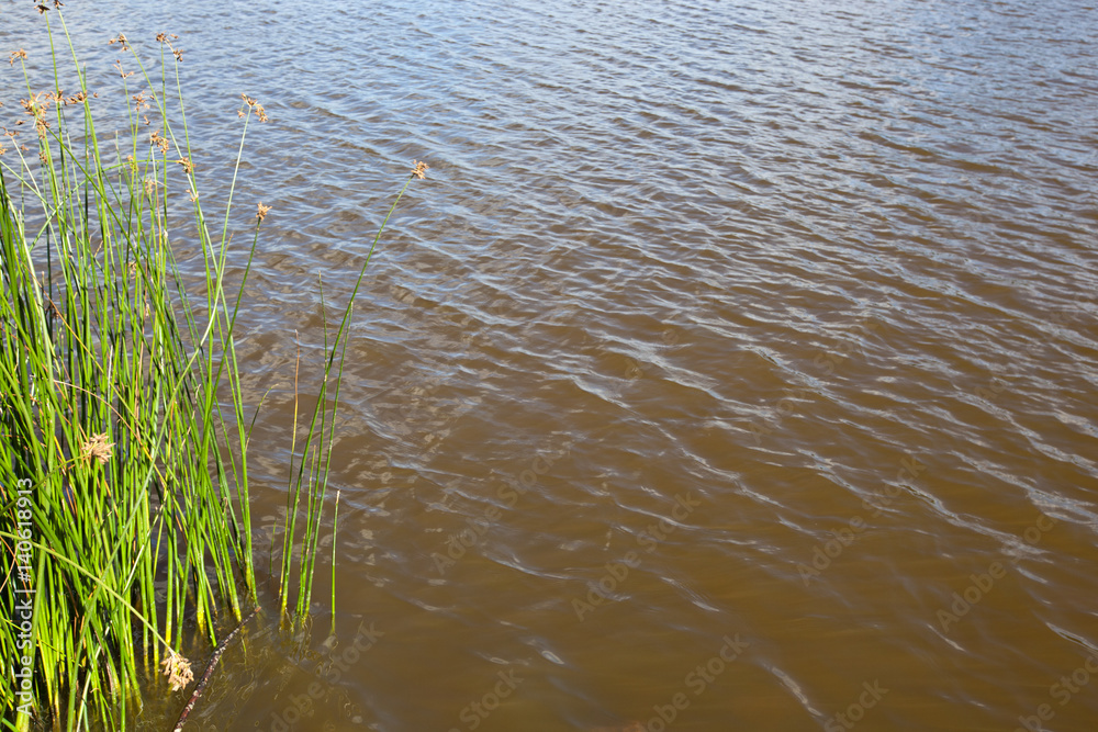 High angle view of plants growing in lake High angle view of plants growing in lake