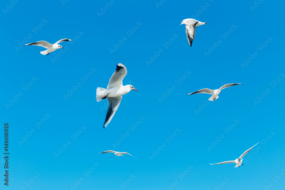 Obraz premium Flock of seagulls flying