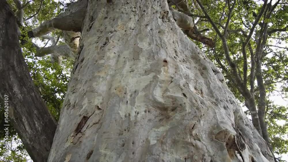 Enormous Tropial Tree with Woodpecker Holes in Sri Lanka. FullHD video Enormous Tropial Tree with Woodpecker Holes in Sri Lanka. FullHD video
