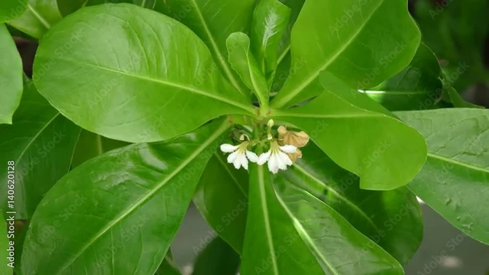 Tiny White Flowers of a Wild Beach Cabbage Plant in Closeup Tiny White Flowers of a Wild Beach Cabbage Plant in Closeup