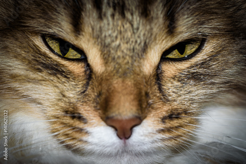 Close Up Portrait of a three colored Housecat in Studio