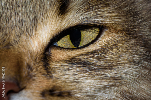 Close-up portrait of green eyed Siberian cat