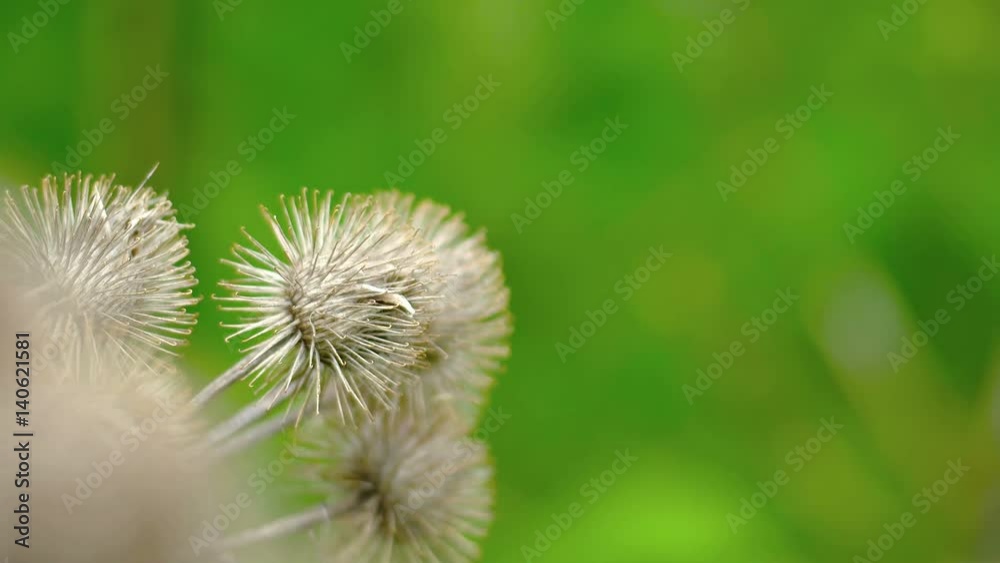 Dry burs hang from the stems of a burdock plant in closeup Dry burs hang from the stems of a burdock plant in closeup