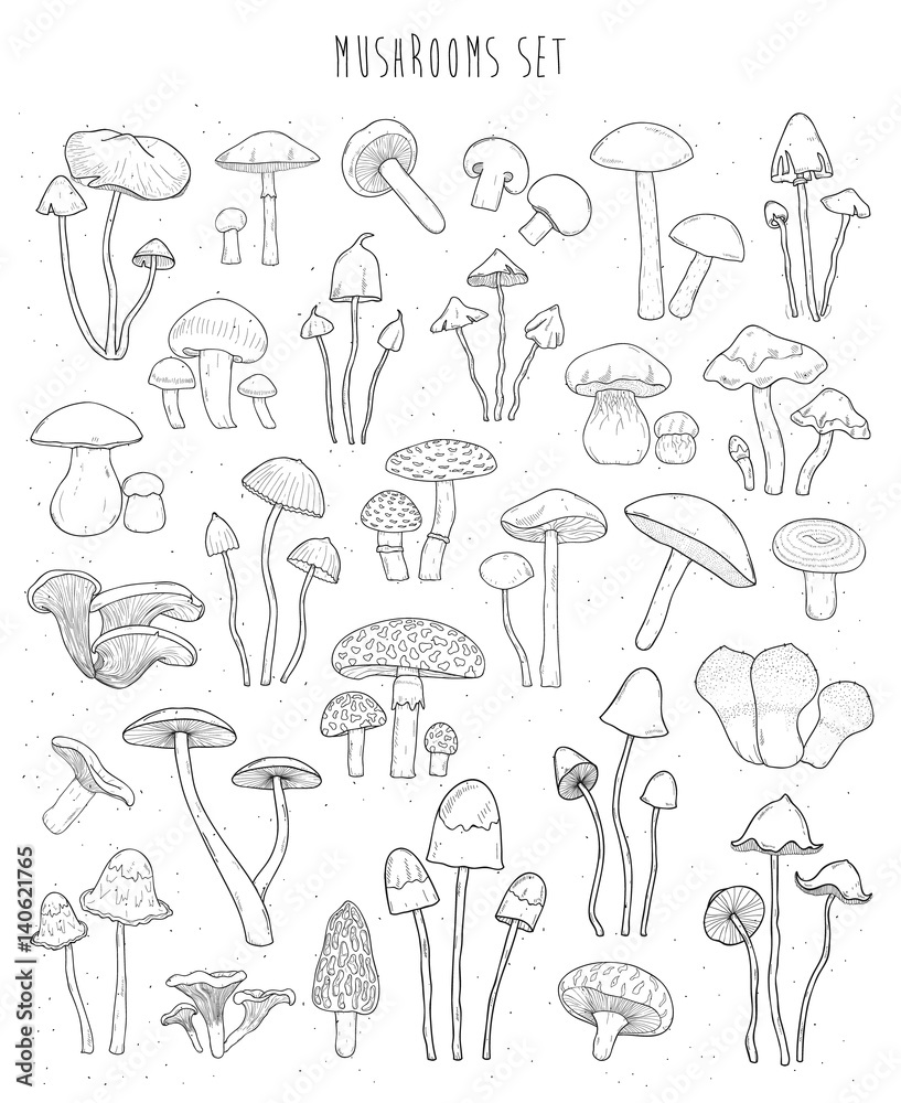 Collection of hand drawn different types mushrooms. Sketch vector