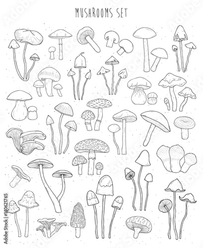 Collection of hand drawn different types mushrooms. Sketch vector illustration