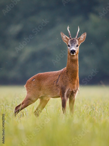 Roe deer - goat (Capreolus capreolus)