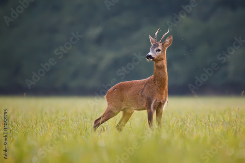 Roe deer - goat (Capreolus capreolus)