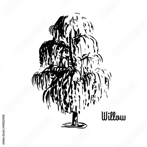 Vector sketch illustration. Black silhouette of Willow tree isolated on white background.