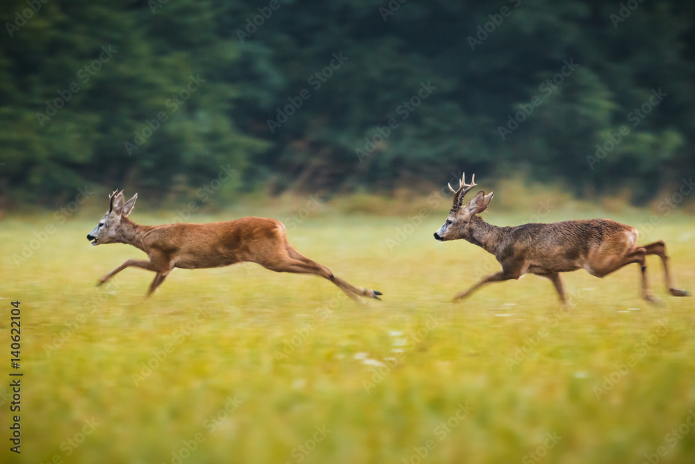 Running roe deer Stock Photo | Adobe Stock