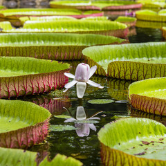 Acrylglasbilder Wasserlilien Riesenseerose im Botanischen Garten Mauritius  © OlegD
