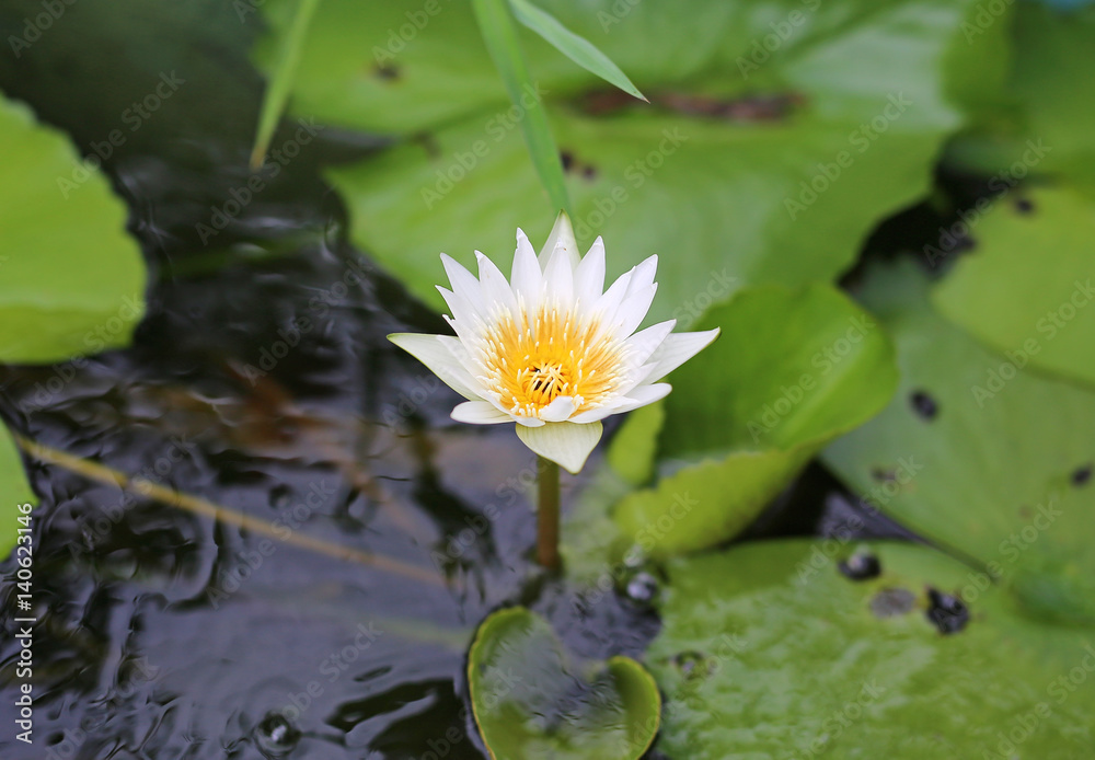 The beautiful blooming pink lotus flower The beautiful blooming pink lotus flower