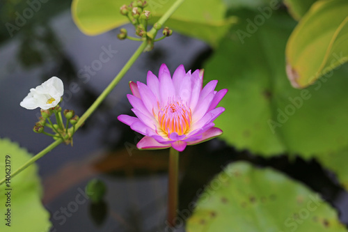 The beautiful blooming pink lotus flower