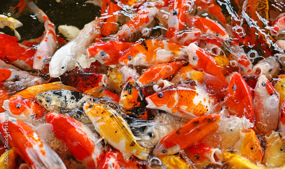 Koi carps crowding together competing for food Koi carps crowding together competing for food