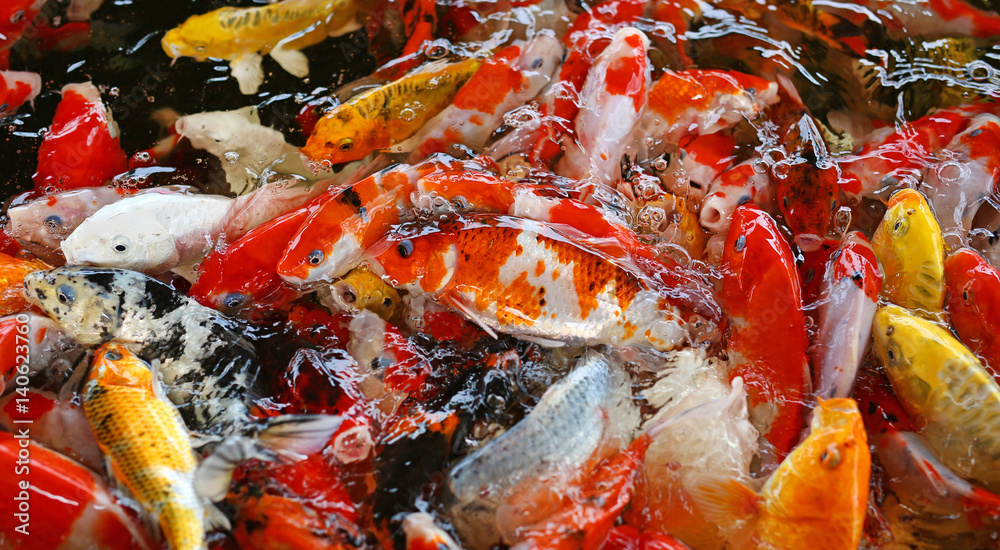 Koi carps crowding together competing for food Koi carps crowding together competing for food