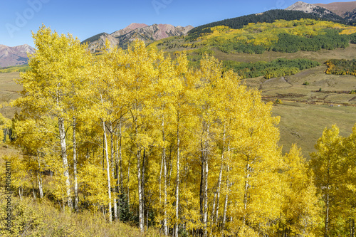 Fototapeta Naklejka Na Ścianę i Meble -  Yellow colored aspen grove in front of the Colorado Rock Mountains (USA) on a sunny autumn day