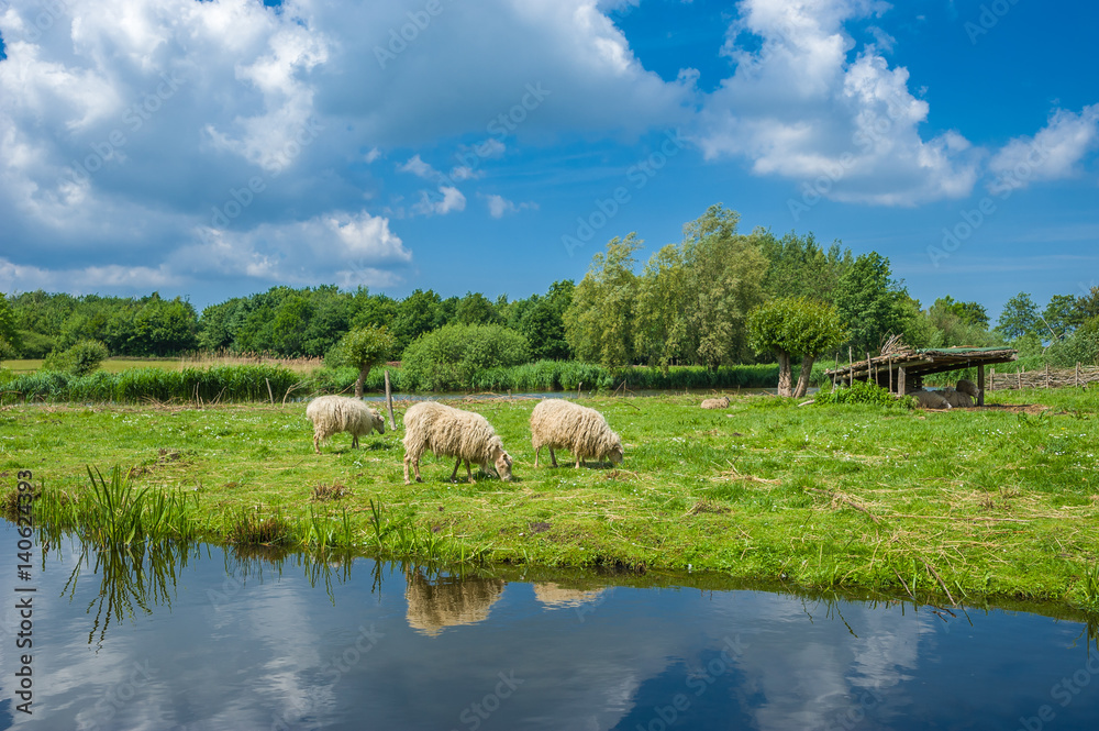 Fototapeta premium Skudden Hausschafe am Wallsee in Oldenburg in Holstein
